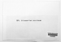 Illosporium coccineum image